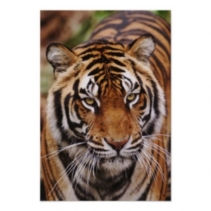 Bengal Tiger, Panthera tigris Poster #bigcat #wildlife #animal