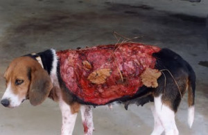 HATE!!!!! - against-animal-cruelty Photo