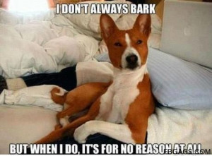 dont bark often..