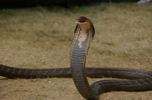 King Cobra Art Wallpaper