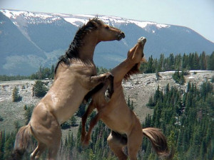 Wild horses fight on the Pryor Mountain National Wild Horse Range ...