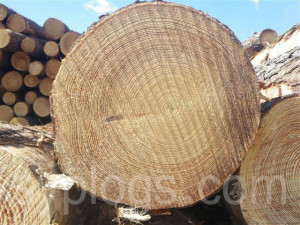 Southern Yellow Pine Logs jpg