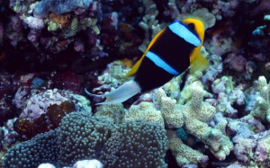 Underwater Wallpaper 78