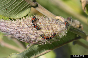 Mar 16, 2011 Find Milkweed MATCHING—CHARACTER IDENTIFICATION ...