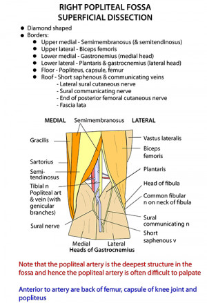 Popliteal Fossa