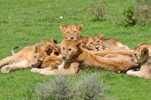 pride of lions napping with (and on top of!) each other.