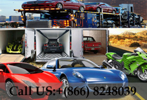 CAT SHIPPING SERVICES - CHOOSE YOUR PICKUP CITY