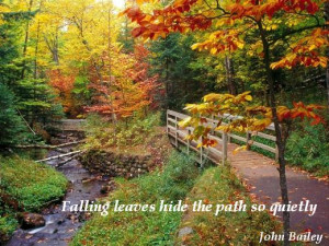 Fall Leaves Quotes Falling leaves hide the path
