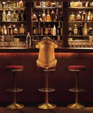 Bulldog at the bar