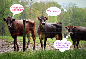 Funny Farm Animal Friday...