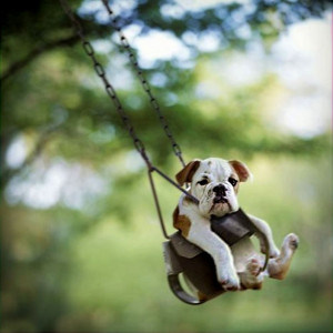 Picture: happy dog on swing, quote: you can't buy happiness or love.