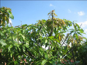CARRIE MANGO TREE NOT PRODUCING FRUIT