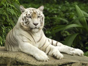 white bengal tigers hd wallpaper 2013 white bengal tigers hd