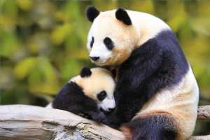 photo du panda géant photo du panda géant le panda geant le panda ...