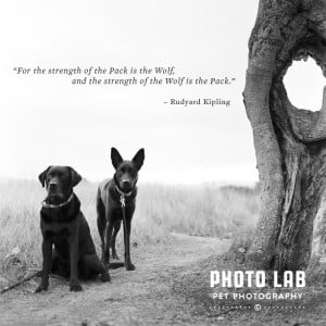 wolf quotes about strength