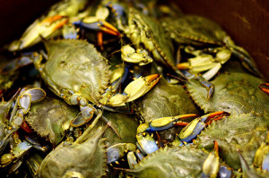 Crabs Barrel...