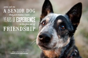 Senior Dog Quote #Friendship