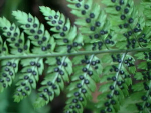 Spore Propagation How Propagate And Grow New Ferns Using Spores