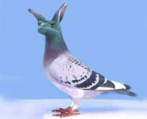 ... funny funny photoshopped funny pigeon img src http www desicomments