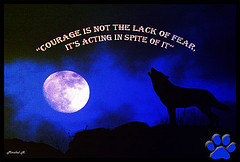 wolf dies but the lone wolf quotes about strength lone wolf quotes ...