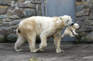 Daily Cute and funny animal pictures (12 Pictures)