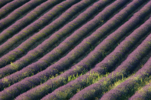 Lavender Fields And Farms