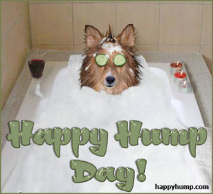 happy-humpday-0920-funny-dog