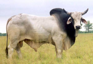 Brahman Brahma Bull