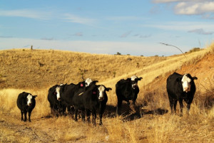 Australian cattle eat mostly pasture, reducing their environmental ...