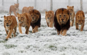 Pictured: Lion pride gets a chilly awakening as temperatures plunge ...