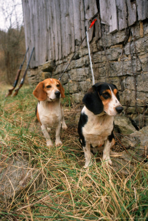 hunting dogs