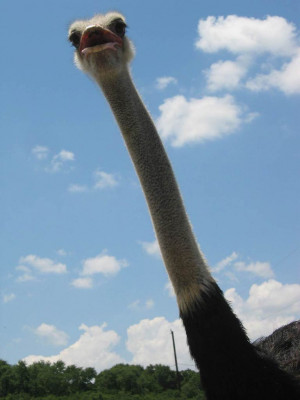... Blog » Funny Looking Animals From Around The World » Funny Ostrich
