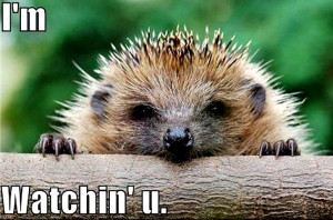 Animal Humor hedgehog funny