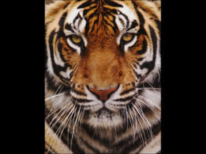 Bengal Tiger Face Panthera Tigris Asia
