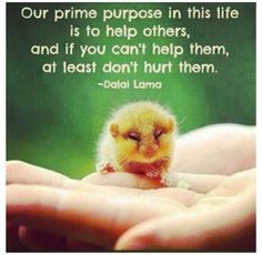 Protect Animals More