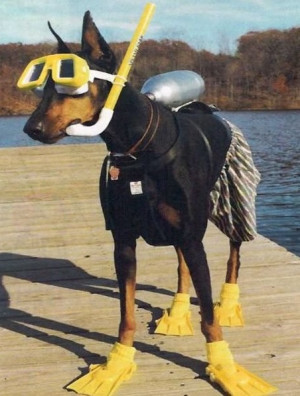 The-World’s-Top-10-Funniest-Images-of-Animals-in-Scuba-Diving-Gear-3 ...