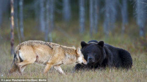 Rare pictures show how the young brown bear and grey wolf would sit ...