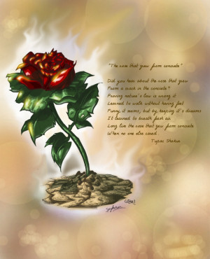 Rose that grew from concrete by spydaman