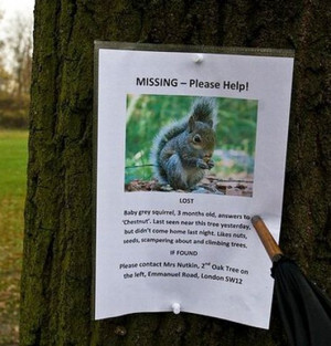 ... , funny photos, lost, hilarious, 10 Hilarious Lost and Found Posters