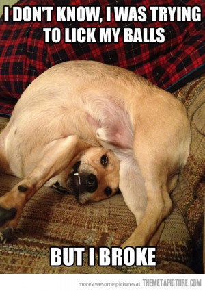 Funny photos funny broken dog derp