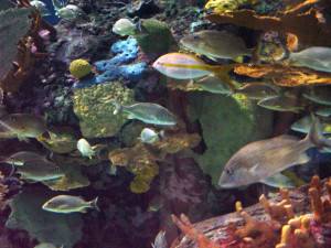 Freshwater Tropical Fish for Aquariums