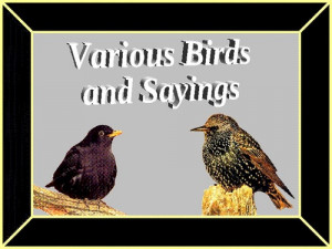 Famous Quotes About Birds. QuotesGram