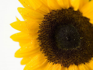 Tag: Sunflower Close Up Wallpapers, Images, Photos and Pictures for ...