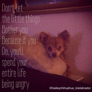 Chihuahua quote; don't bother!