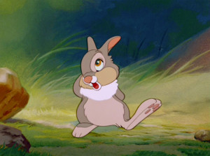 Thumper The Rabbit Rabbit named thumper.