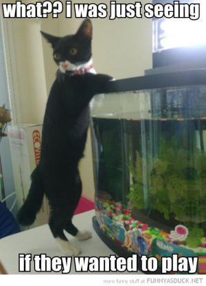 funny-looking-fish-tank-aquarium-cat-what-see-play-pics.jpg