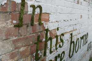 Moss Graffiti Quote Ideas