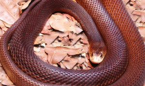 Top 10 Most Venomous Snakes of World