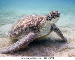 stock-photo-green-sea-turtle-red-sea-116434771.jpg