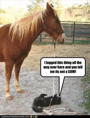 funny - horse pictures with captions